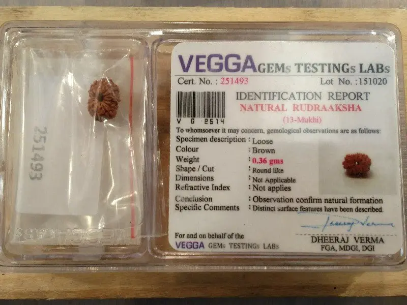 Rudraksha certificata - 13 Mukhi 0,36gr