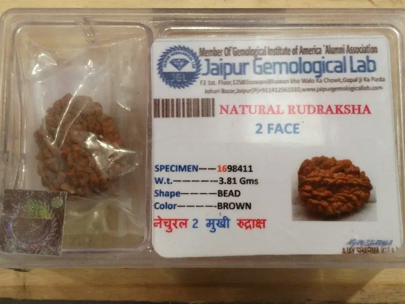 Rudraksha certificata - 2 Mukhi 3,81gr