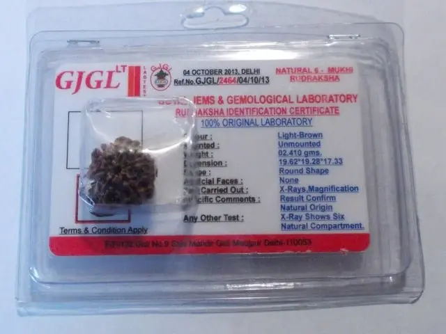 Rudraksha certificata - 6 Mukhi 2,41gr