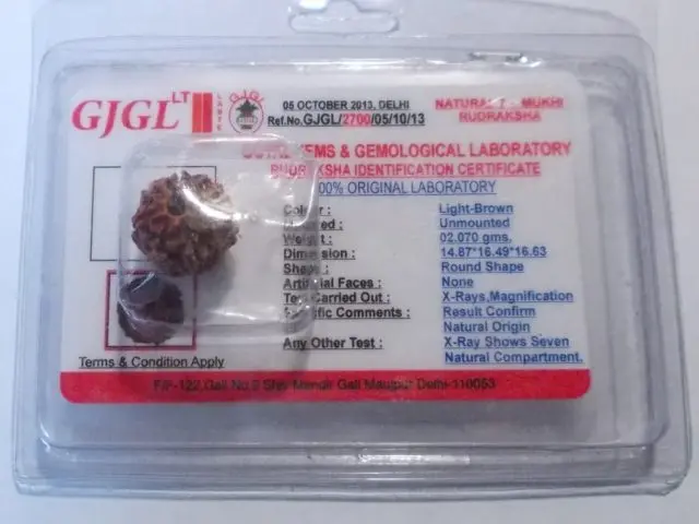 Rudraksha certificata - 7 Mukhi 2,07gr